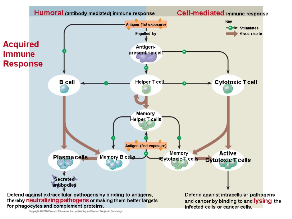 Acquired Immune Response Humoral (antibody-mediated) immune response B cell Plasma cells Cell-mediated immune response